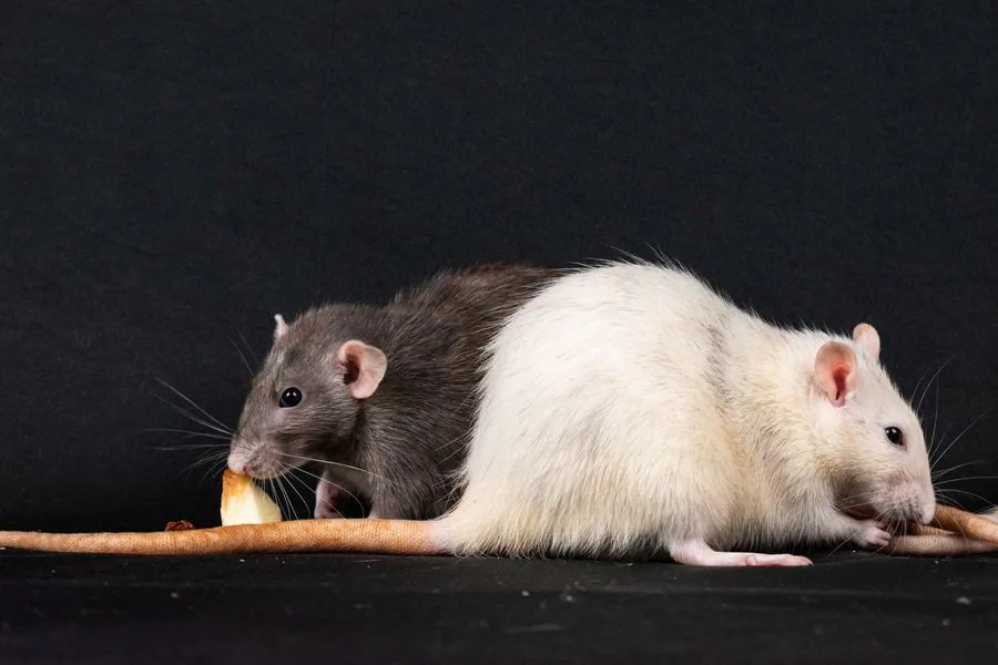 Rodent Control Brownsville