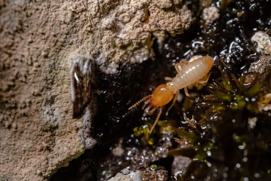 Termite Control Brownsville